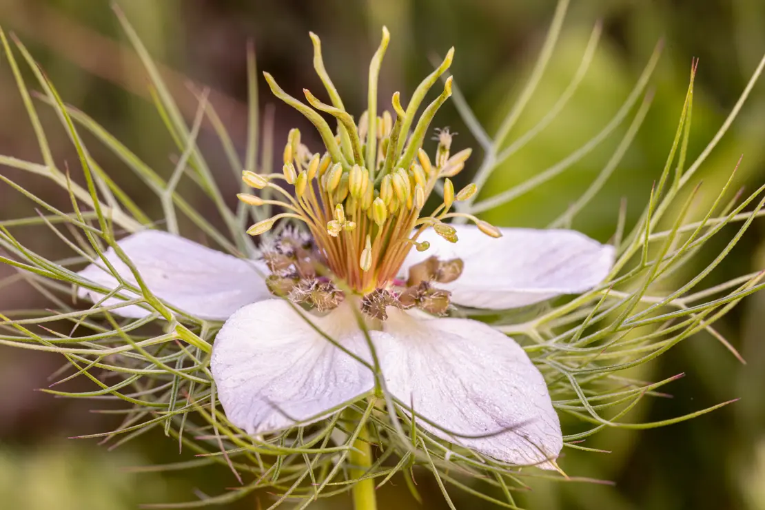 Damaszener Schwarzkümmel (Nigella damascena) [1]